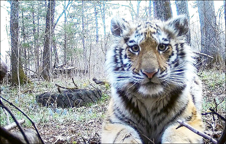 A Tigress Comes Out Of The Woods In Russia...Why?