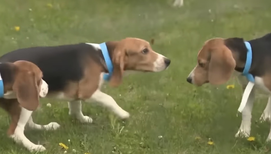 Beaglegate Factcheck Trump-Backed Rescue Helps Save 1,500 Beagles From Research Facility